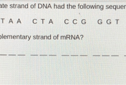 Gizmo building dna answer key