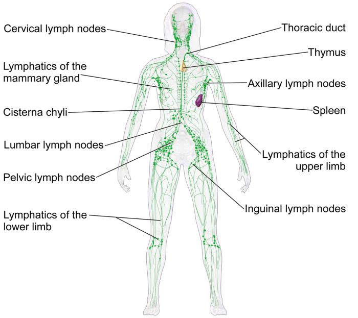 Lymphatic system test questions and answers pdf