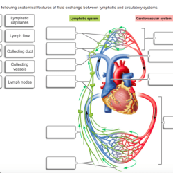 Lymphatic system test questions and answers pdf