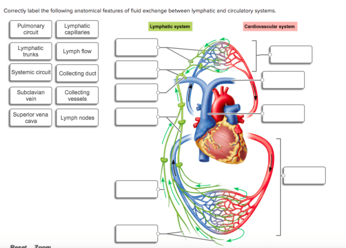 Lymphatic system test questions and answers pdf