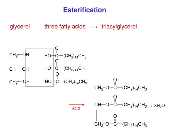 Esterification of glycerol and three ethanoic acids